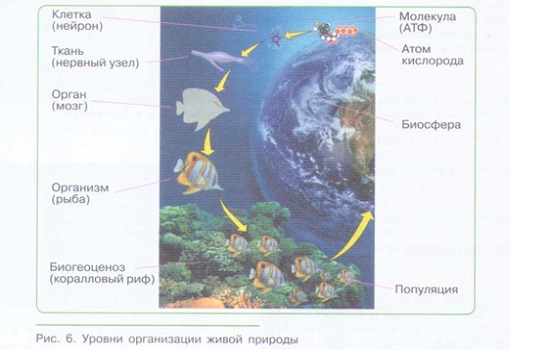 УРОВНИ ОРГАНИЗАЦИИ ЖИВОЙ ПРИРОДЫ. РОЛЬ БИОЛОГИИ В ФОРМИРОВАНИИ КАРТИНЫ МИРА_001